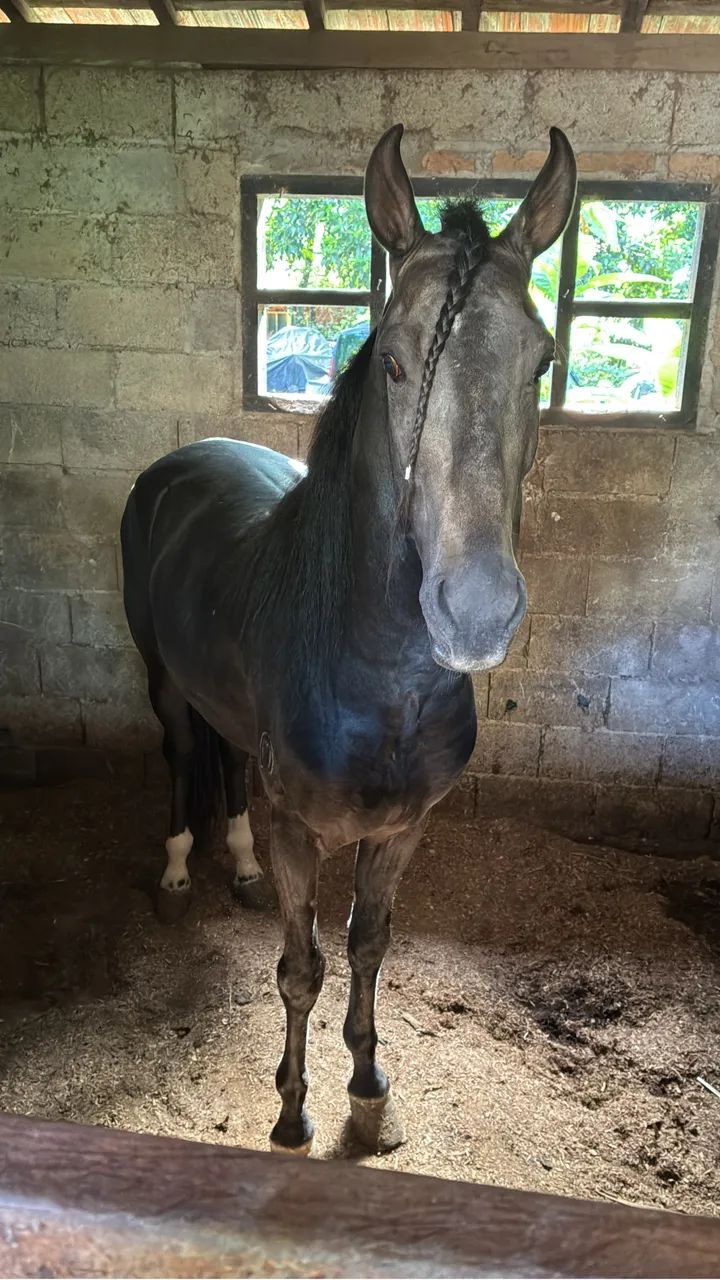 Cavalo garanhão mangalarga marchador  - Foto 4