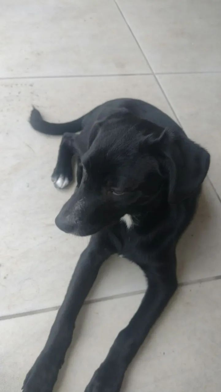cadelinha para doação  - Foto 3