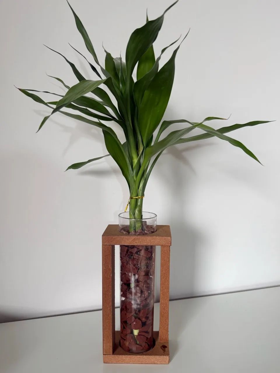 Bambu da sorte  - Foto 3