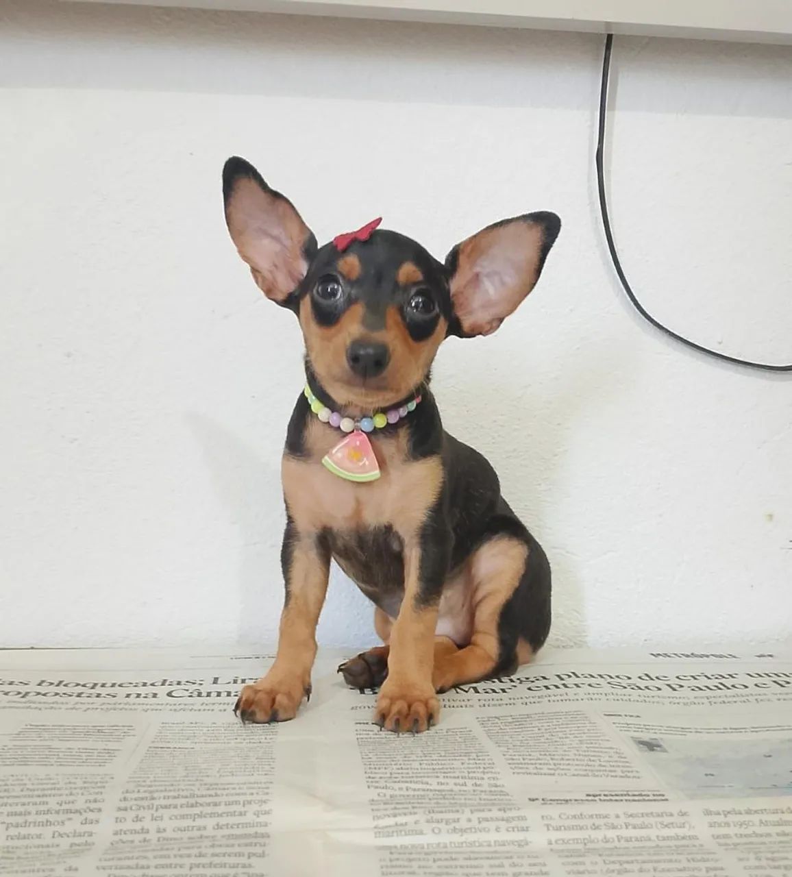 Fêmea de pinscher  - Foto 3