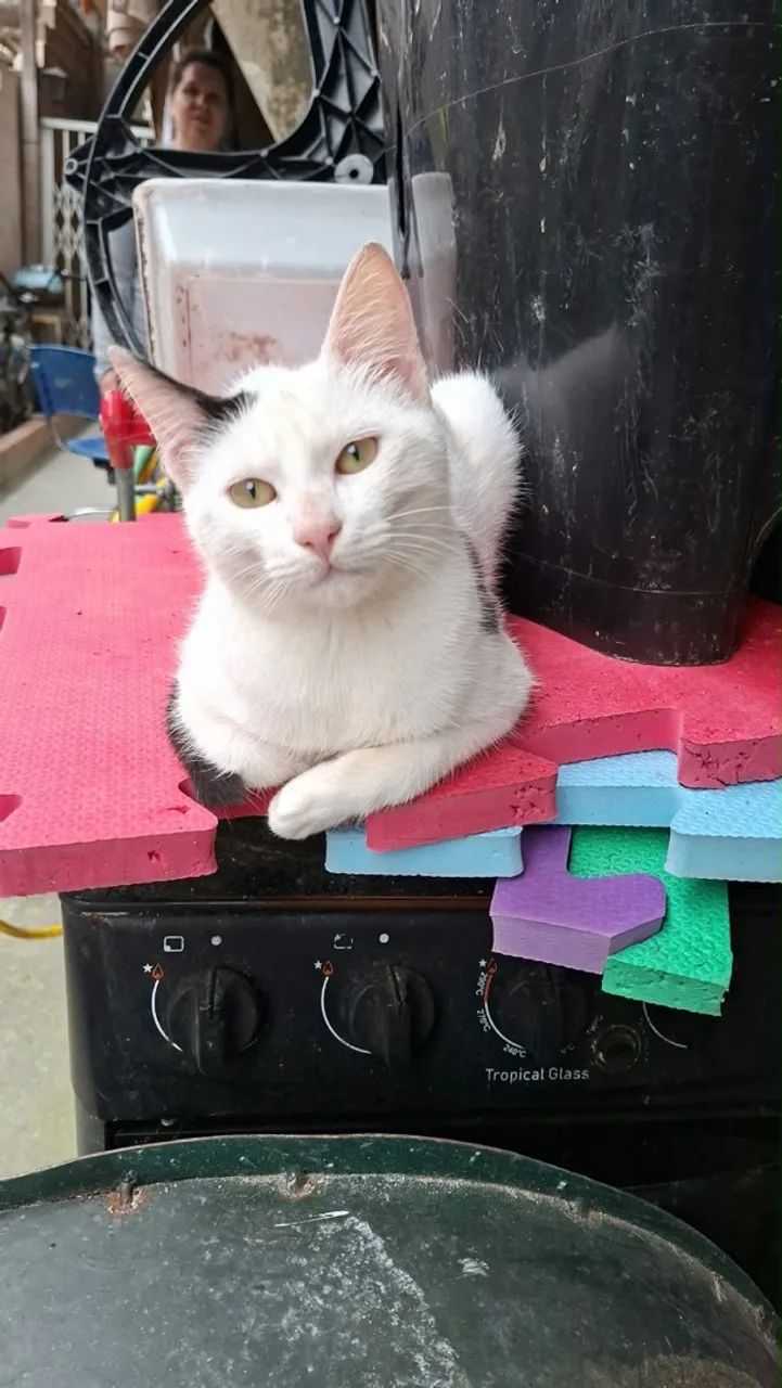 gatinhos para adoção  - Foto 3