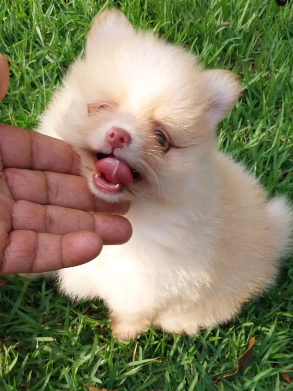 Spitz alemão  - Foto 4