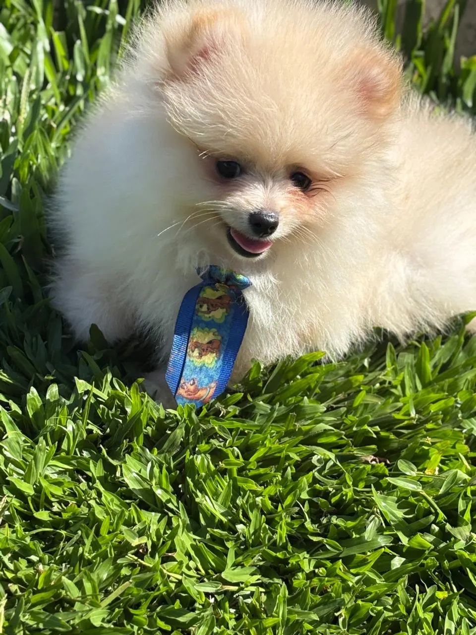 Spitz alemão  - Foto 2