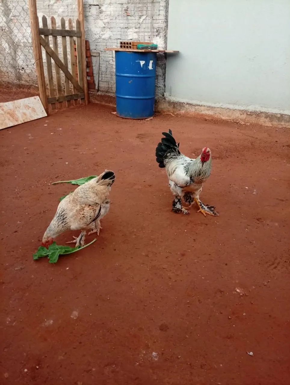 Casal de Brahma 