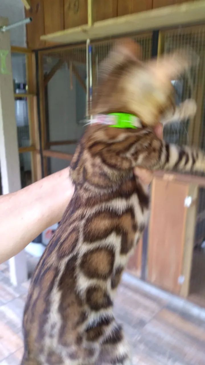 Gato bengal de estimação  - Foto 2