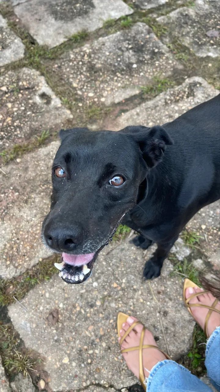 cachorra para adoção  - Foto 2