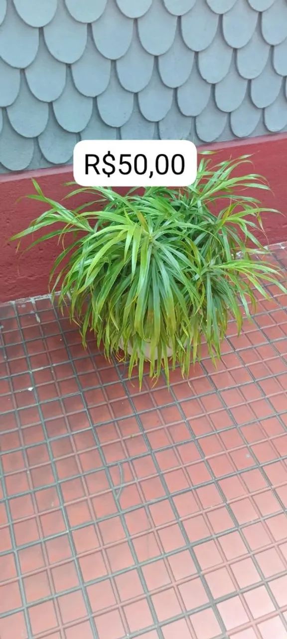 Plantas  - Foto 5