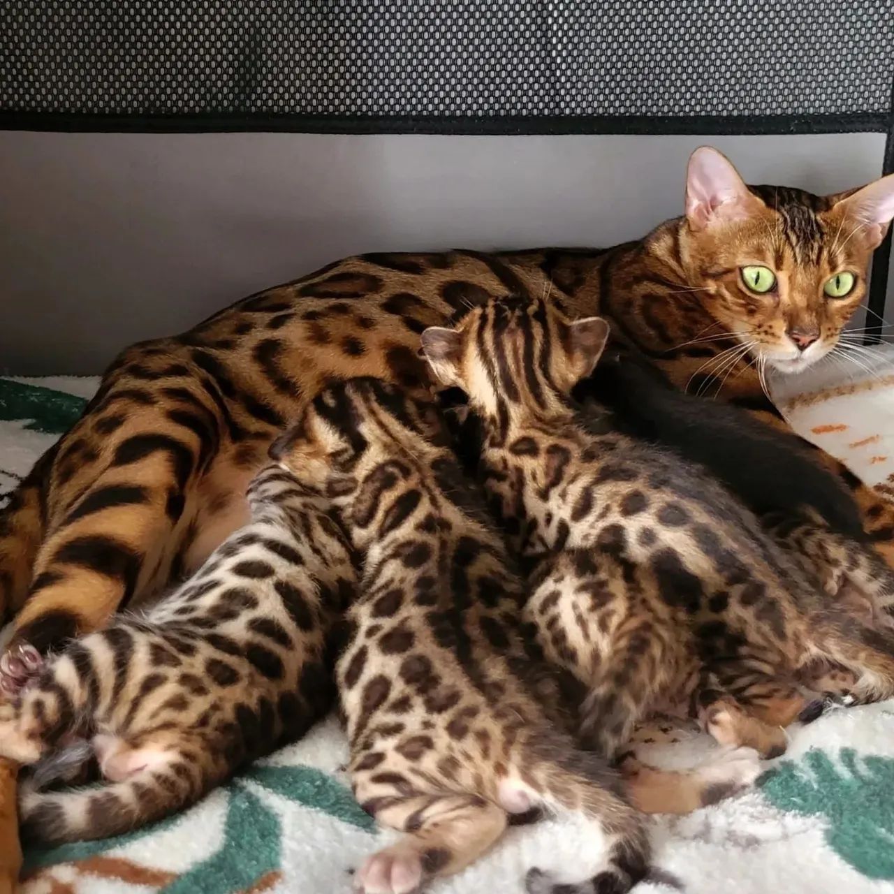 Bengal Cat - FILHOTES 