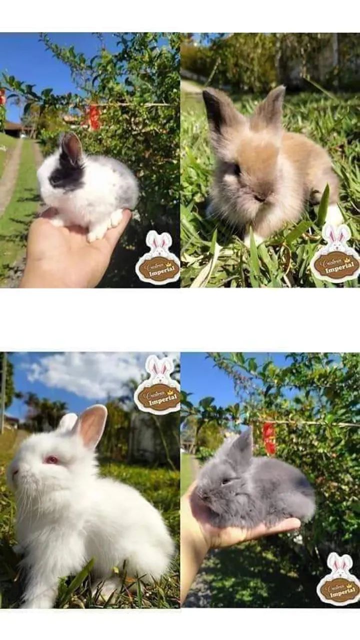 Coelhos de Raça Anão Mini e GIGANTE - Foto 4