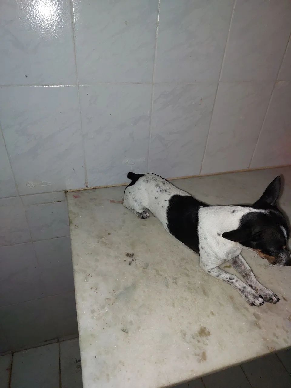 Pincher n1 - Foto 4
