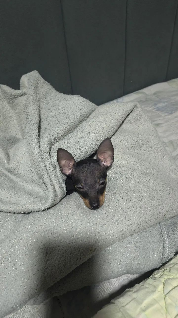 Pinscher 0 - Foto 2