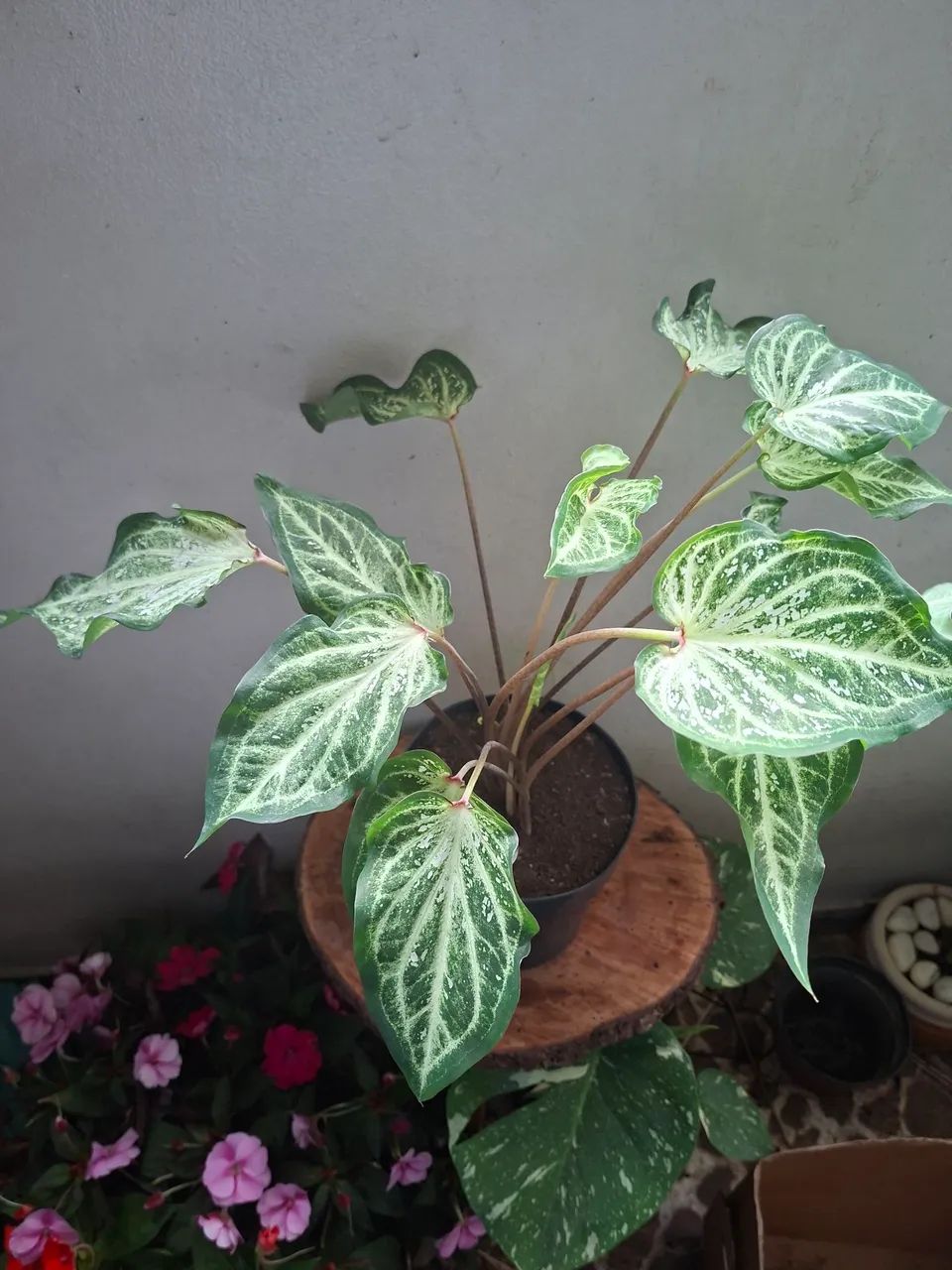 Caladiun  - Foto 4