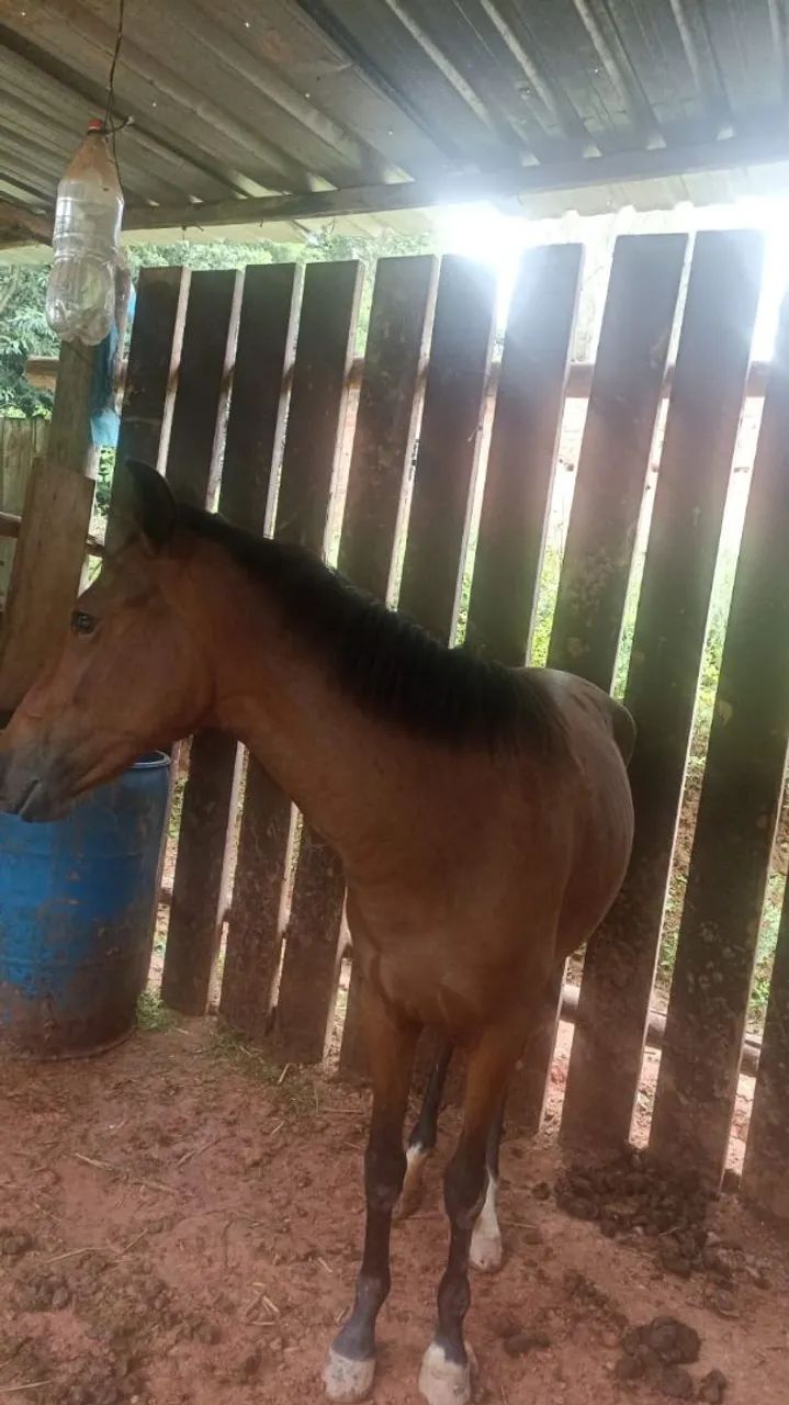 Vendi égua mangalarga mineira 2 anos início de doma égua super mansa marcha picada pura
