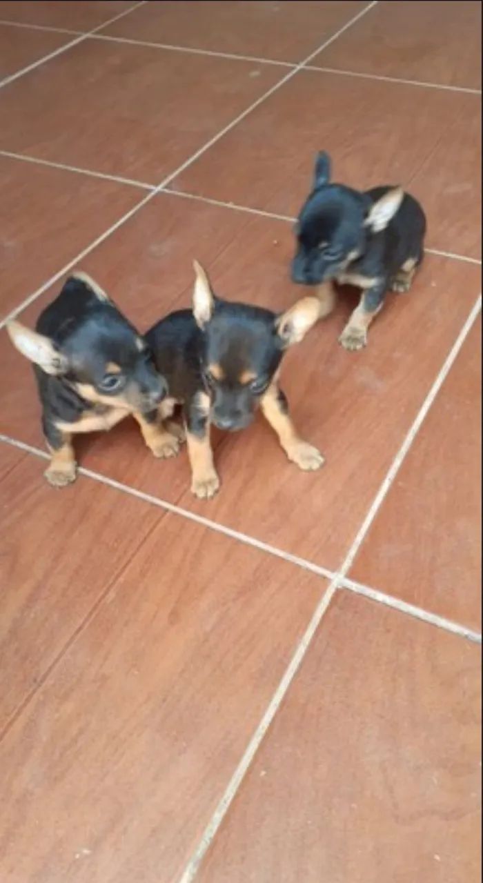 Pincher indos 00 acompanha garantia e kit filhote venha escolher o seu  - Foto 4