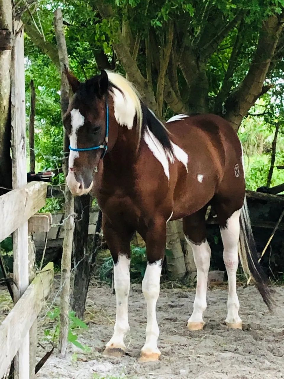 Cavalo Paint horse - Foto 2