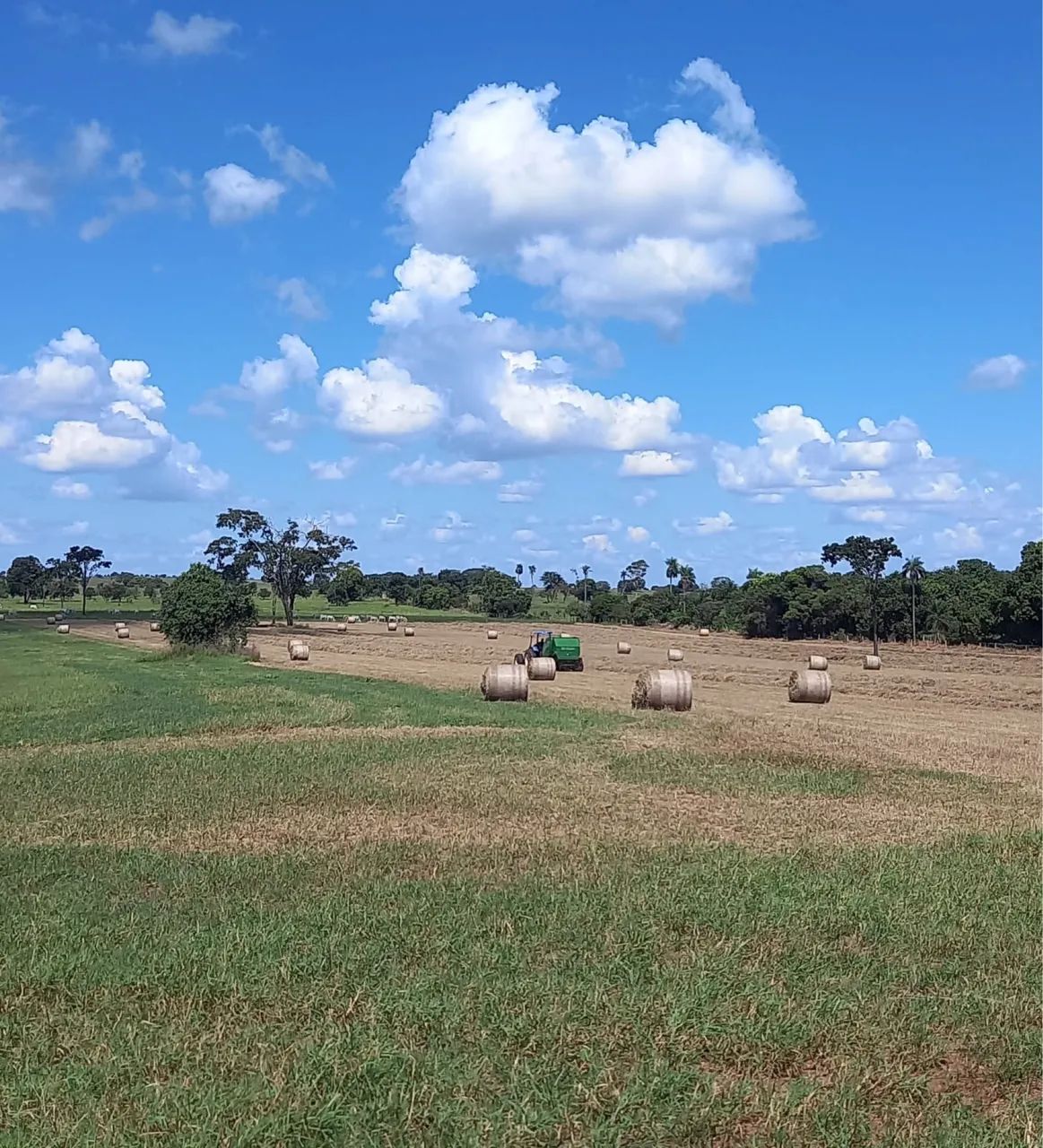 Feno tifton rolão  - Foto 3