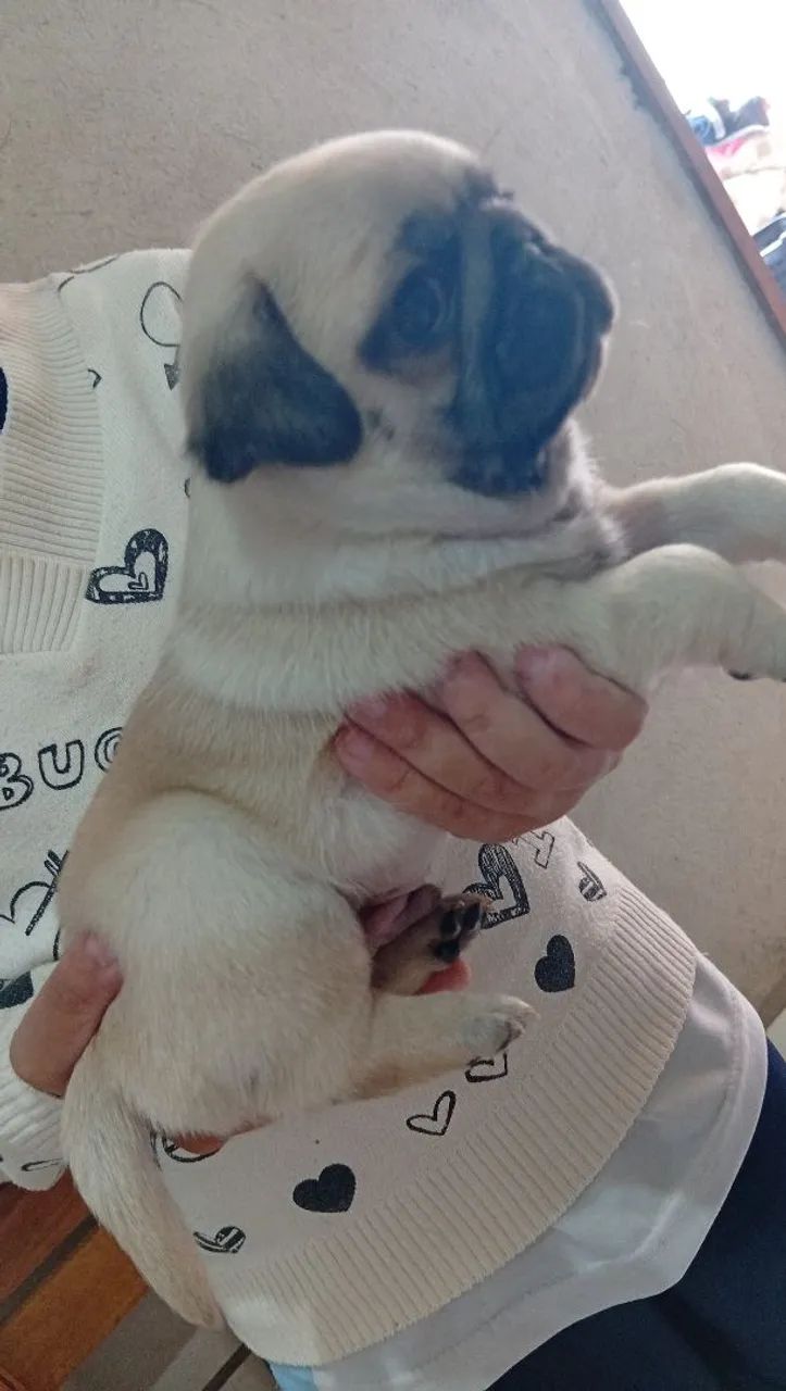 Filhotes de Pug macho  - Foto 4