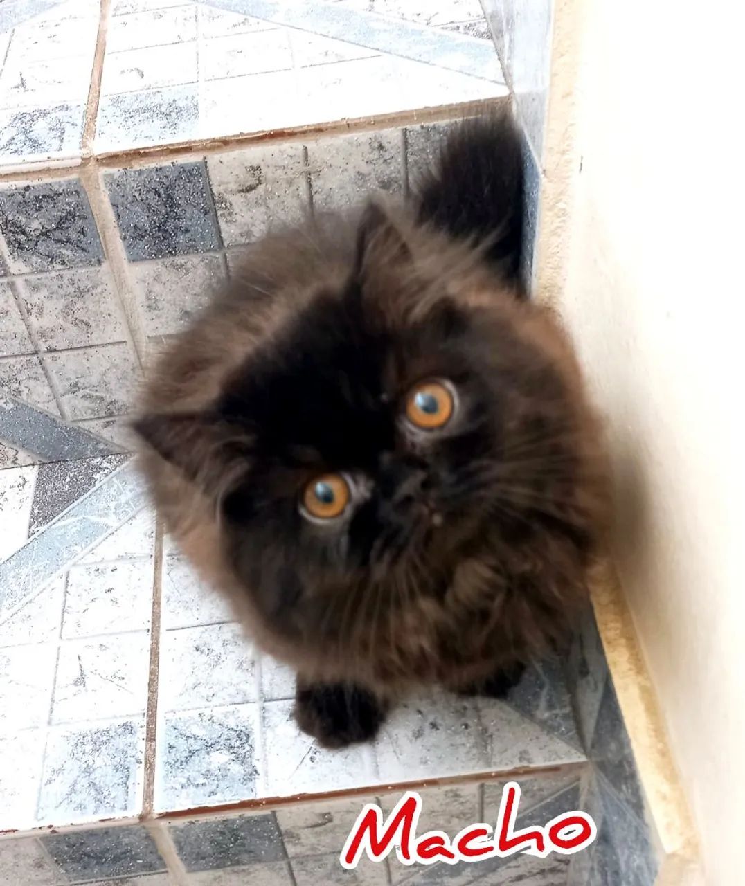 Filhotes Gatos Persas
