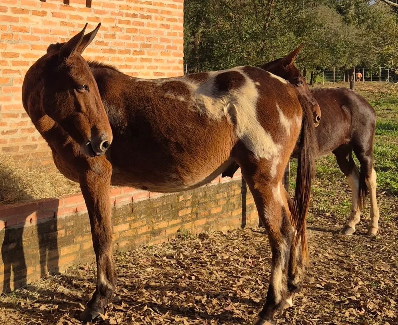 Muares burro mula - Foto 2