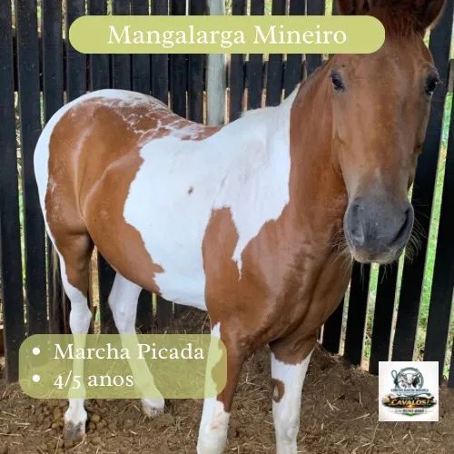 Venda de Cavalos - Foto 4