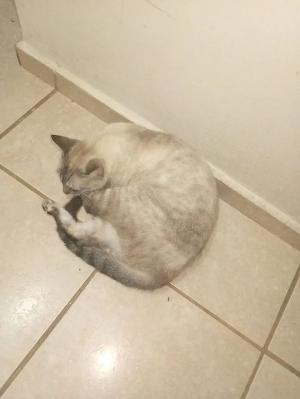 Doação responsável de gatos - Foto 3