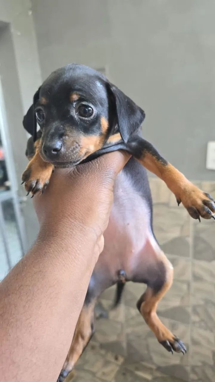 Pinscher - Foto 2