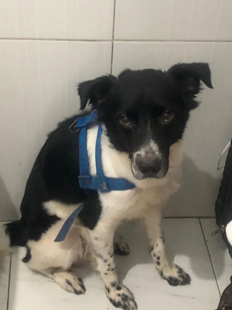 Adoção Urgente ! - Foto 4