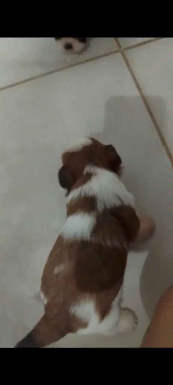 Shih Tzu  - Foto 3