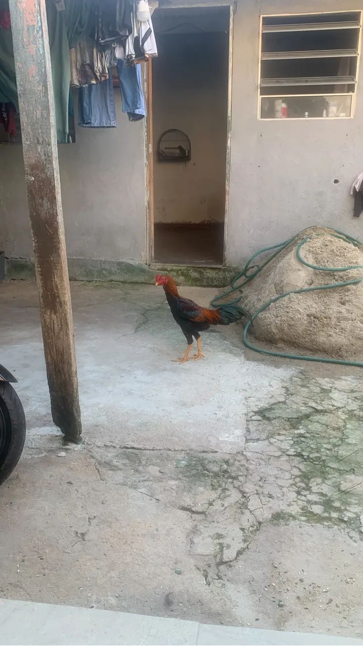 Galo índio  - Foto 2
