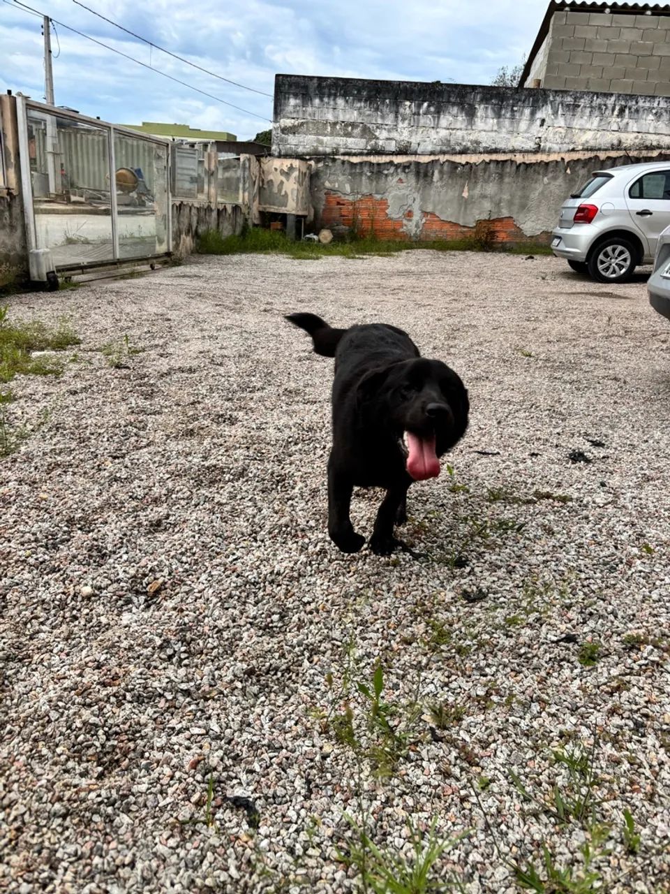 Cachorro perdido - Foto 5