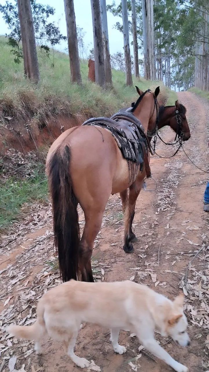 Cavalo  - Foto 3