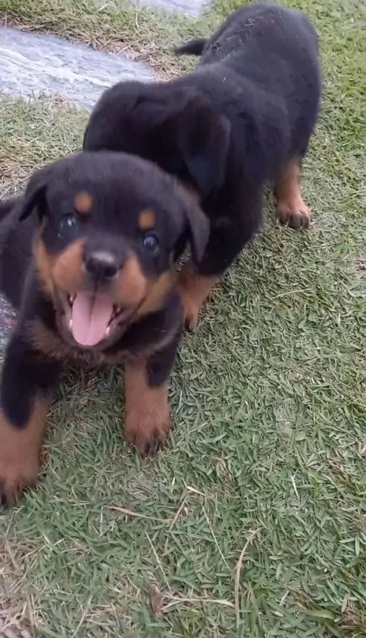 Rottwailler 