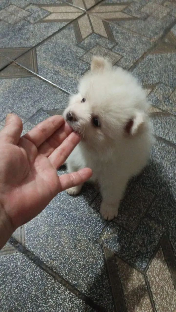 Lulu Pomerânia puro - Foto 4