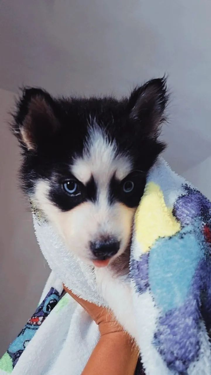 HUSKY SIBERIANO MACHO - Foto 5