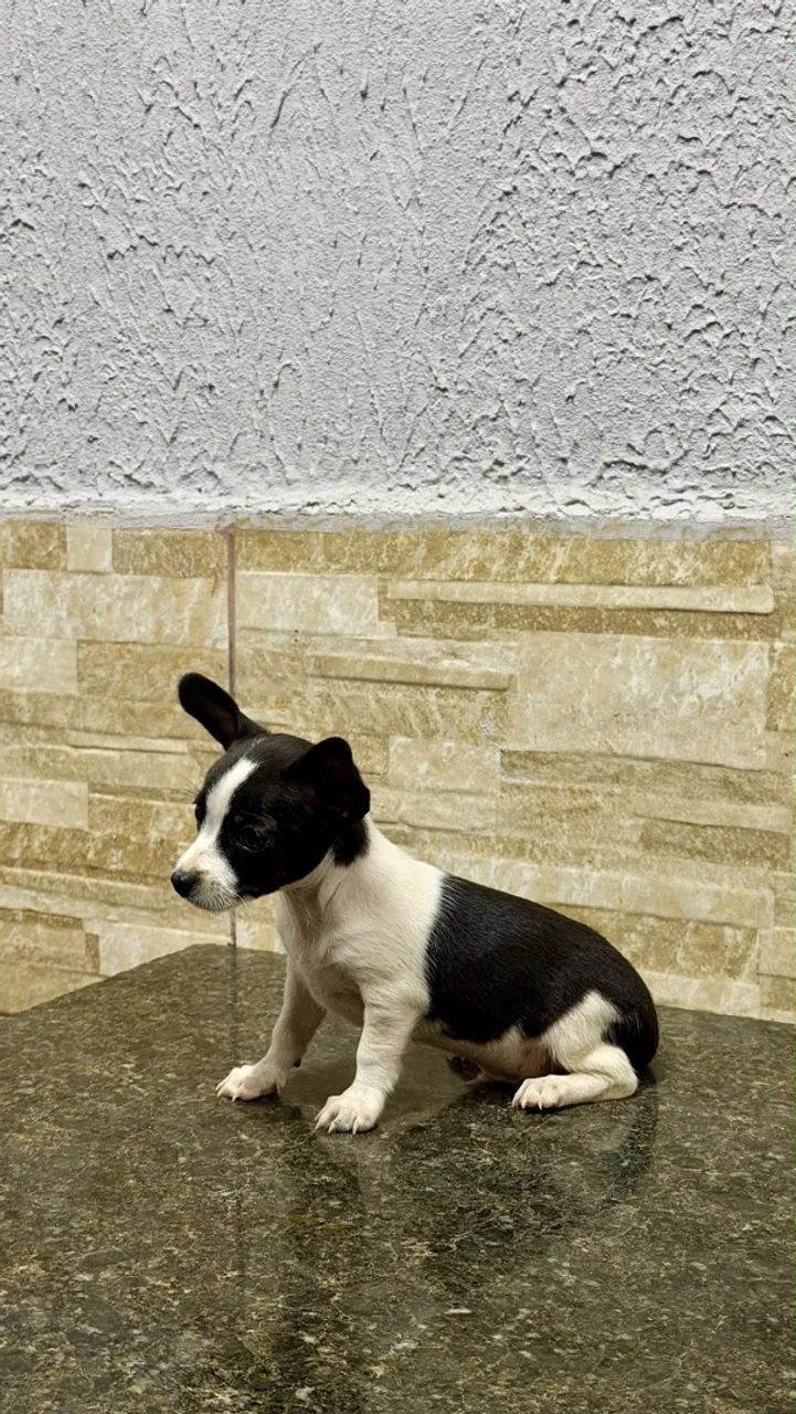 Pinscher macho  - Foto 4