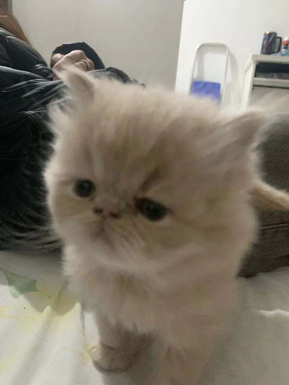 Gatos Persas