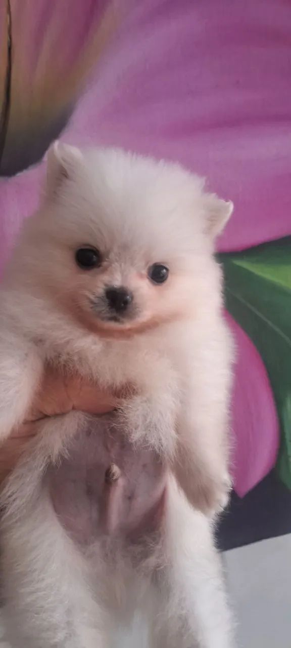 Spitz alemão 