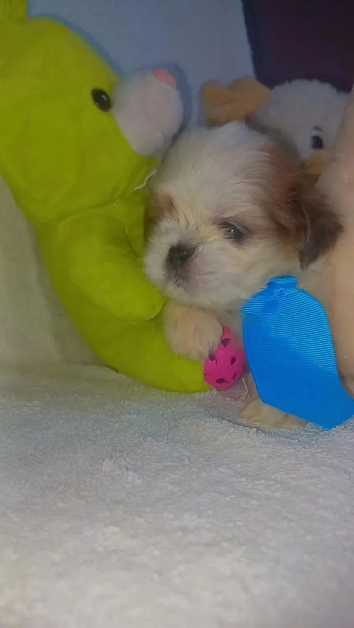 Shih tzu  - Foto 2