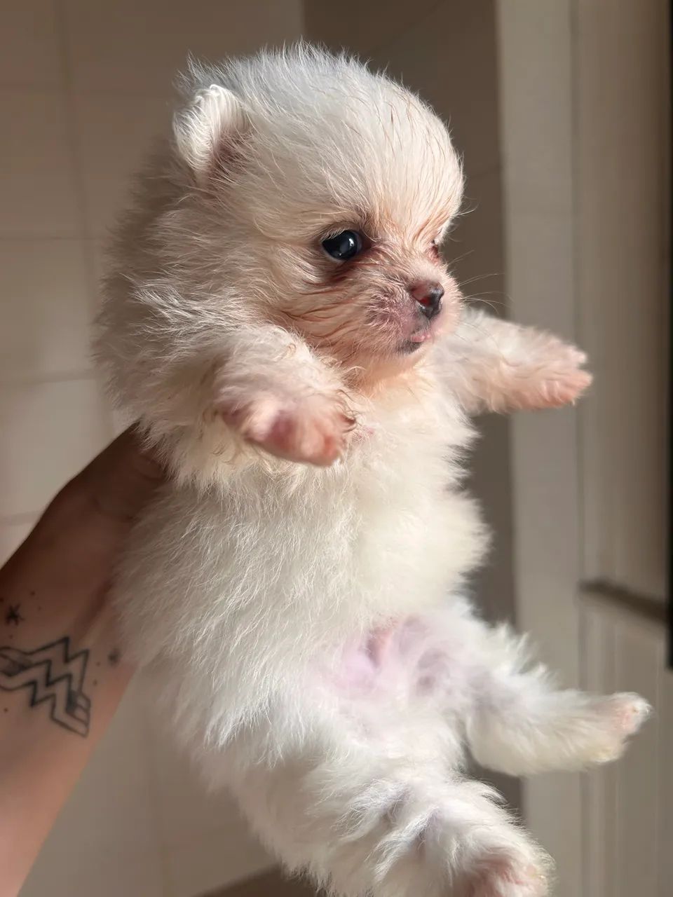 Cachorros 