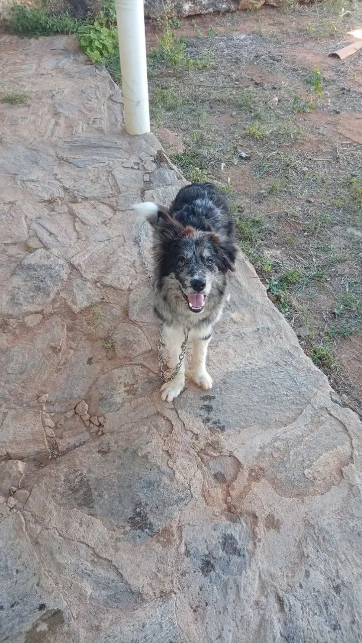 Border collie  - Foto 3