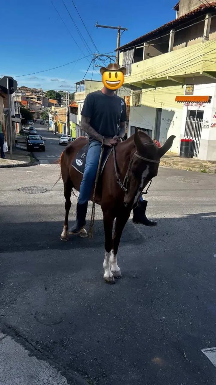 Égua mangolina 