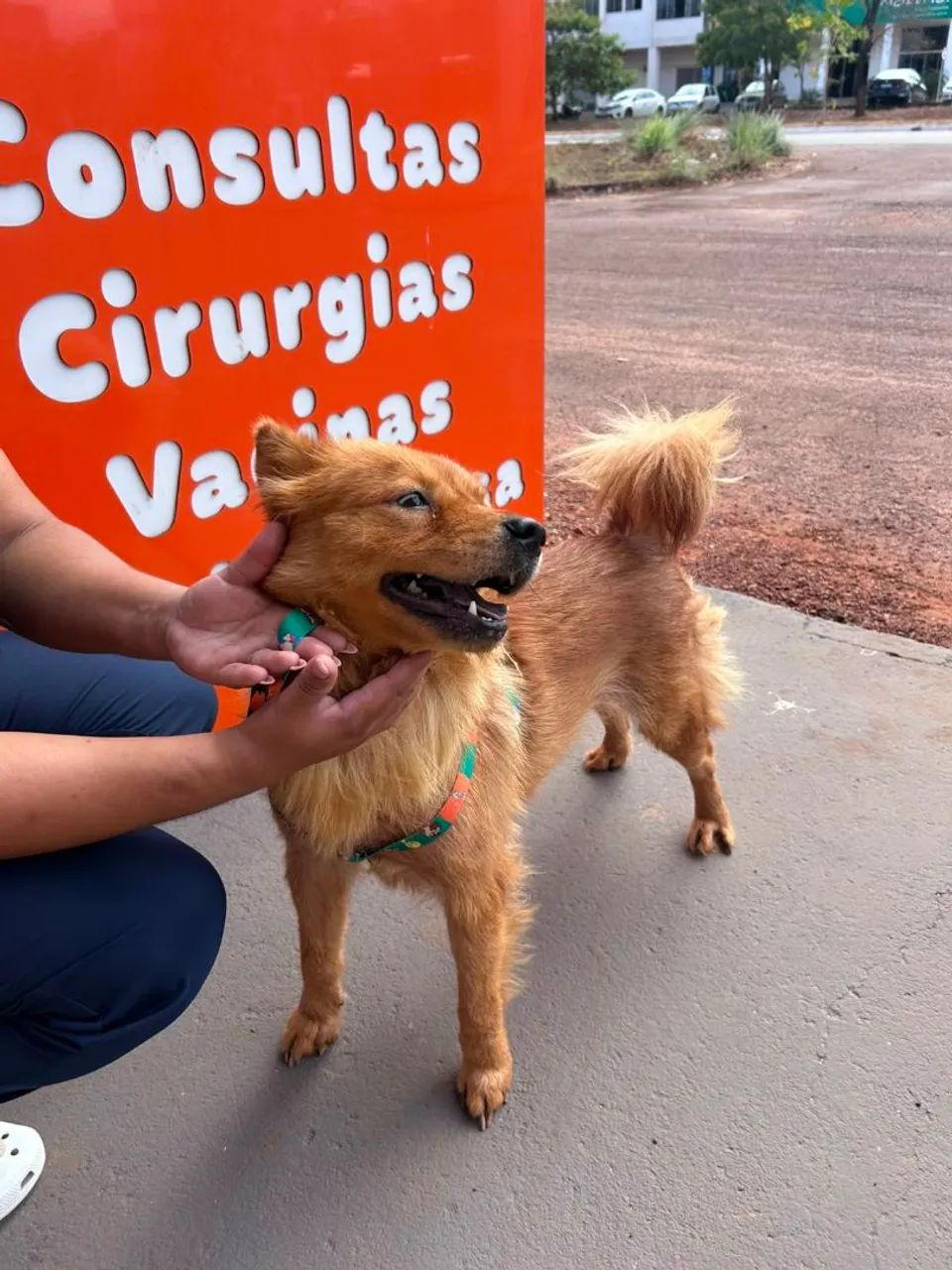 Para adoção responsável.  - Foto 4