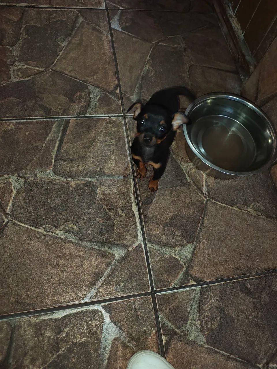 Pinscher macho 2 meses - Foto 2