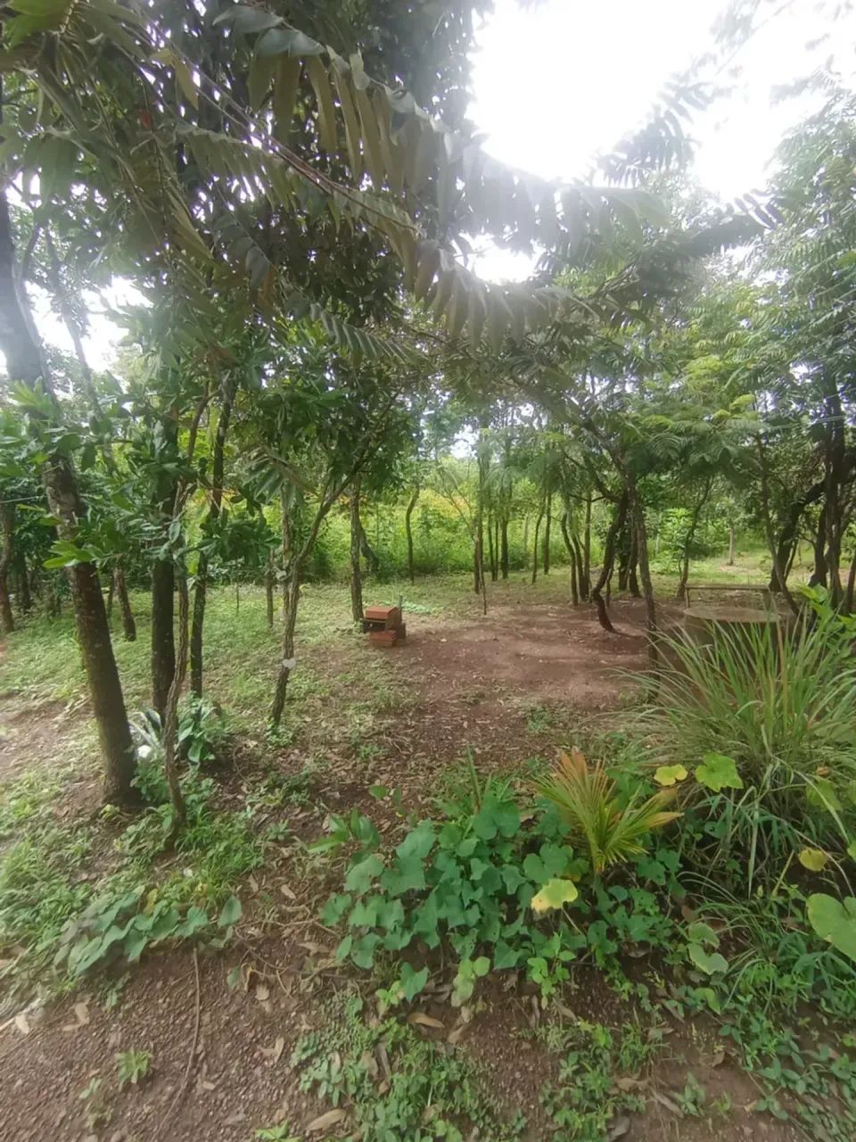 CHACARA EM ARAGOIANIA,COM 2.O81 MT. - Foto 5