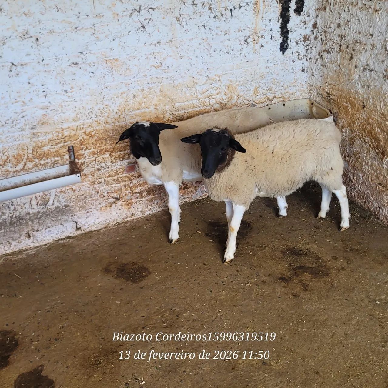 Cordeiros machos Dorper  - Foto 3