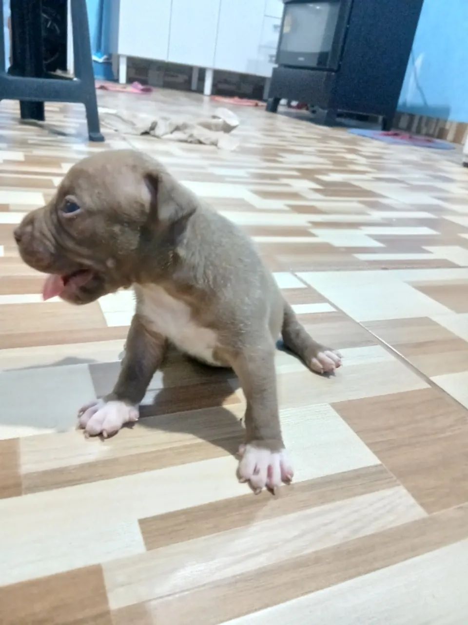 Filhotes de Pitbull 