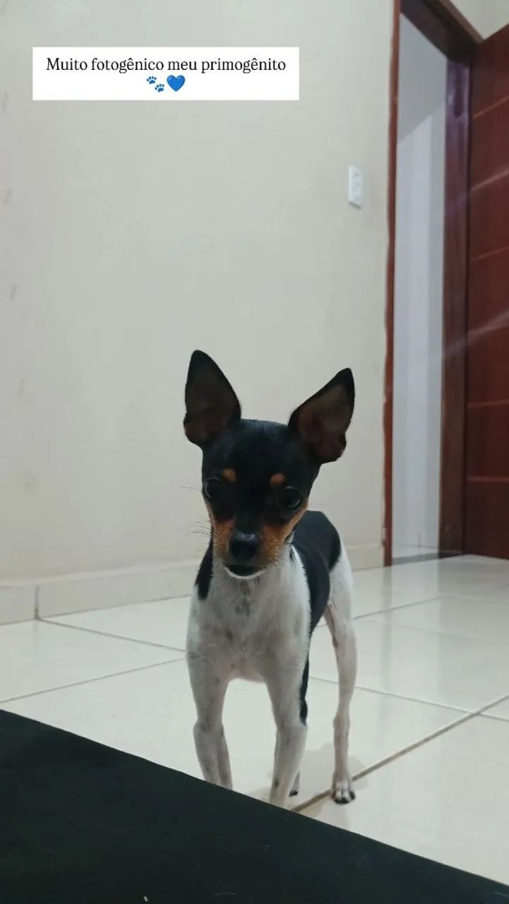 Vende-se Pincher  - Foto 3