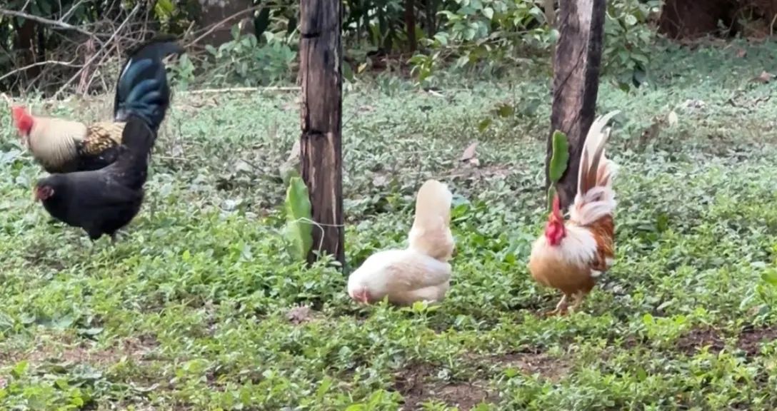 Garnizé( um casal nanico o uma casal carnizé mais 14 ponte de Garnizé  - Foto 5