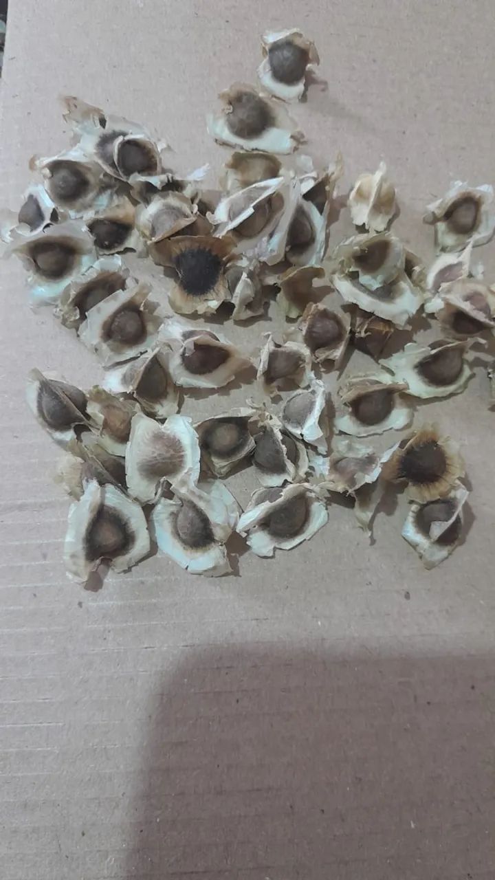 Sementes de Moringa oileifera - Foto 2
