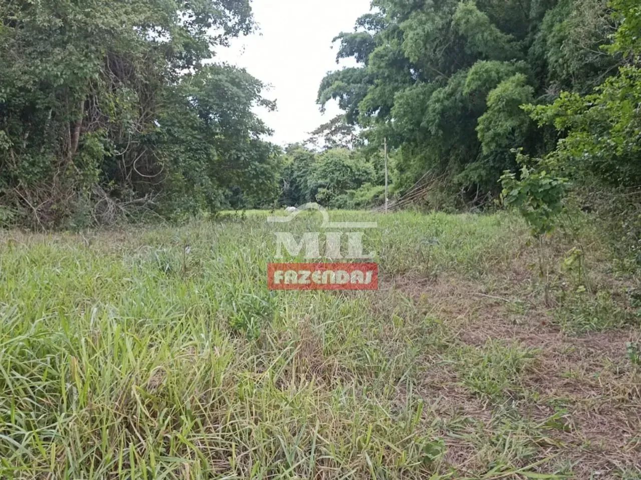 Chácara 22.500M² Itaberaí - Go - Foto 4